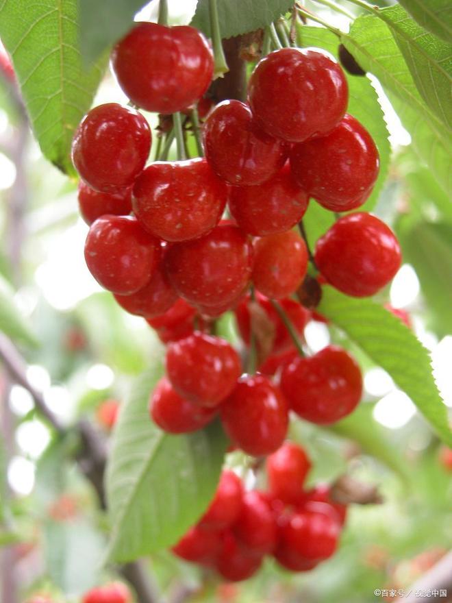 他是传奇 推荐视频