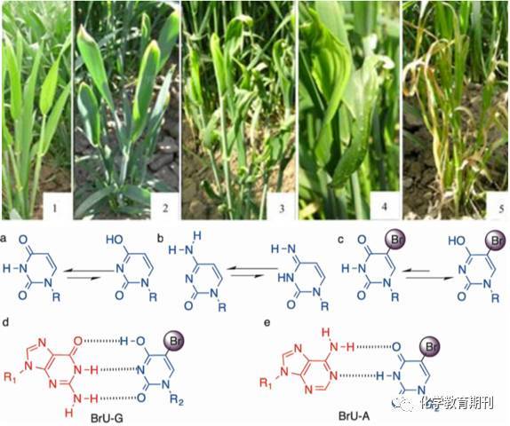 偷渡者 产品图片