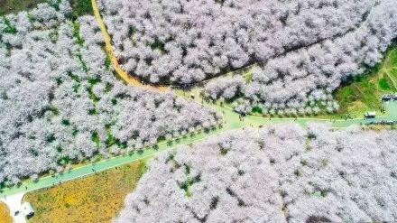 伊斯基亚的卡西诺 产品图片