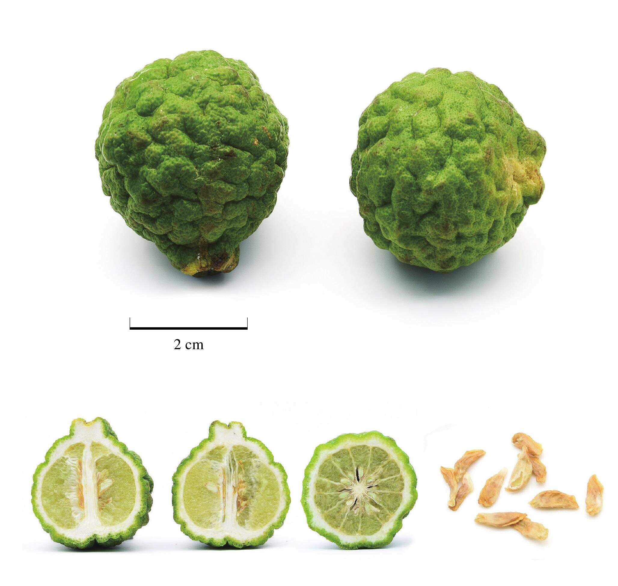 伊莉莎与玛瑟拉