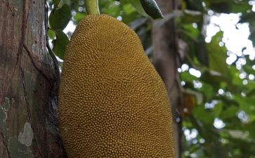 僵尸新战士 普通话版 产品图片