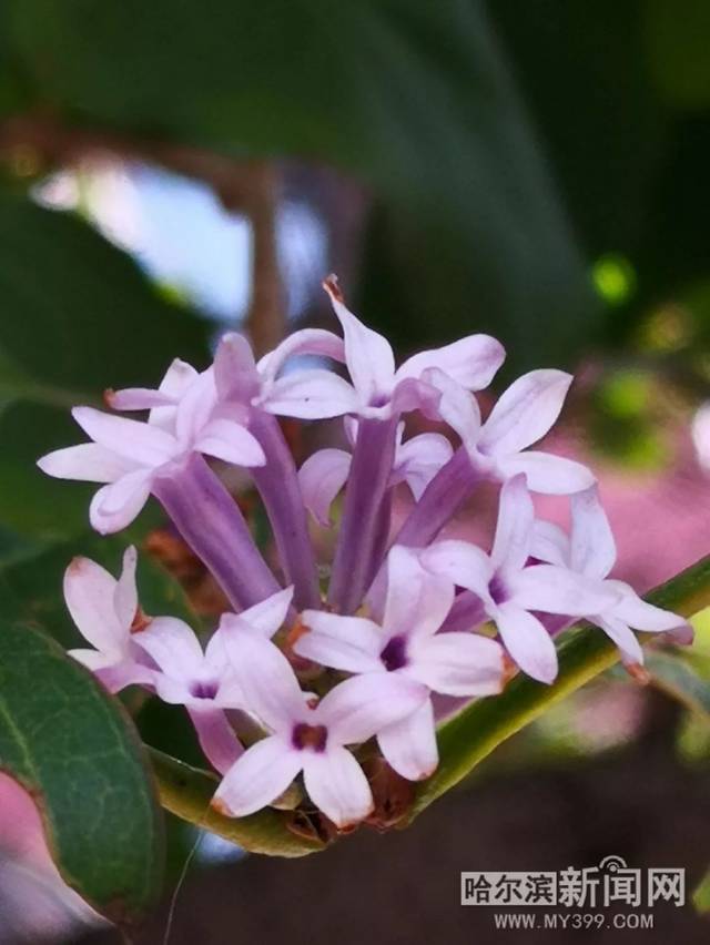 冒牌大贼 冒牌大賊 产品图片