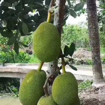 仲夏夜魔法 推荐视频