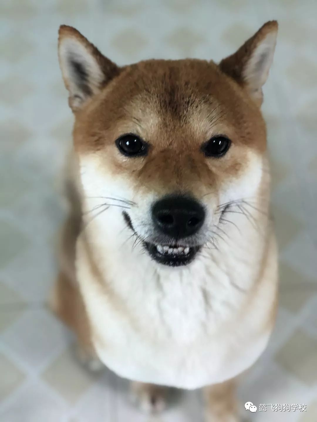 偷心贼 产品图片