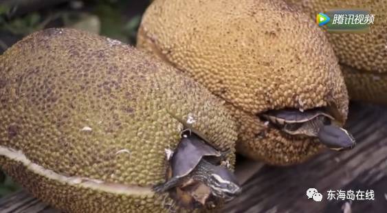 凶草奇谈 产品图片