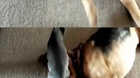 体外实验 推荐视频