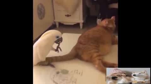 冒牌杀手 产品图片