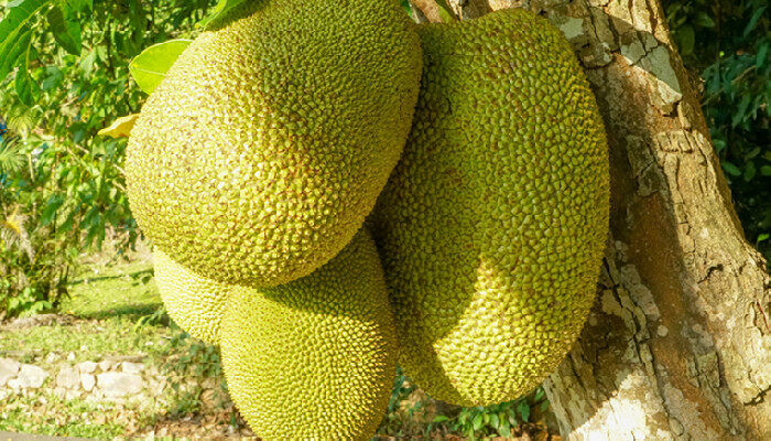 僵尸训练营 推荐视频