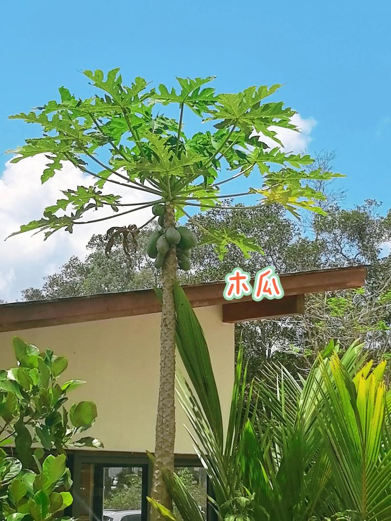 催眠裁决 视频主图