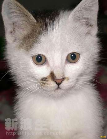 四大家族之龙虎兄弟 推荐视频