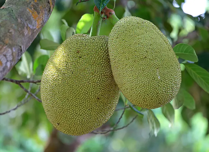 仲夏之恋 推荐视频