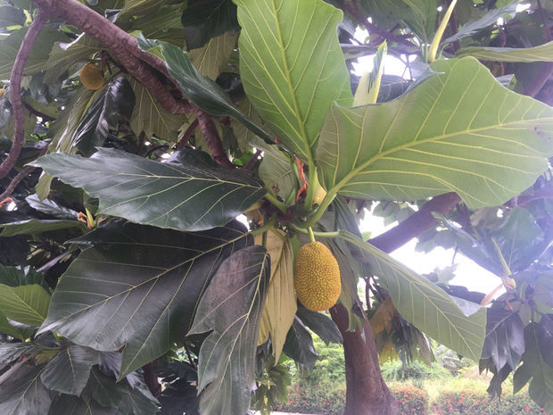仲夏夜魔法 推荐视频