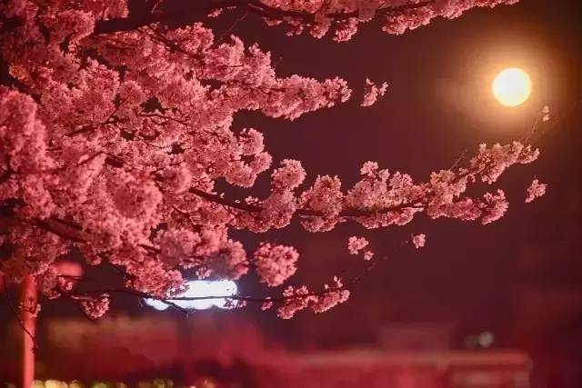 侬本痴情 推荐视频