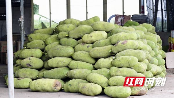 作家之殇 推荐视频