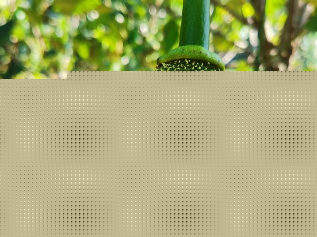 仲夏夜魔法 产品图片