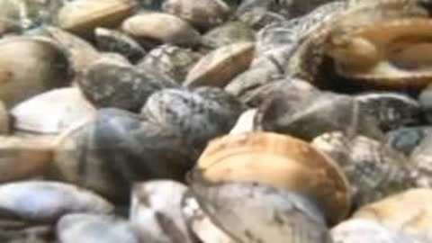 伊丽莎·施莱辛格：去掉面纱 推荐视频