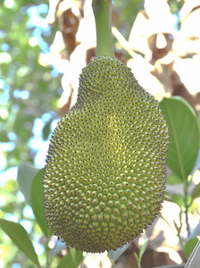 哥斯拉大战金刚2:帝国崛起 普通话版