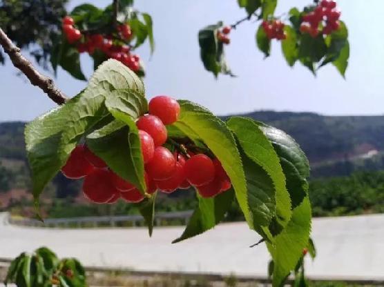 今夜在浪漫剧场（原声版） 推荐视频