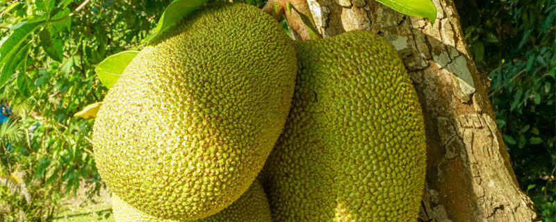 亚瑟王：斗兽争霸