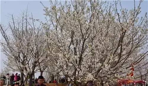 双子酒廊 产品图片