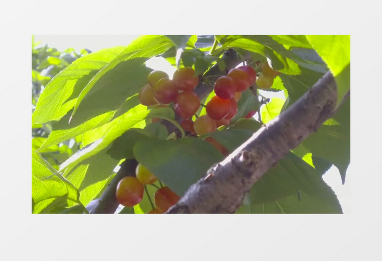 夏日沙上 推荐视频