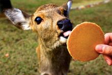 军团孤程 推荐视频