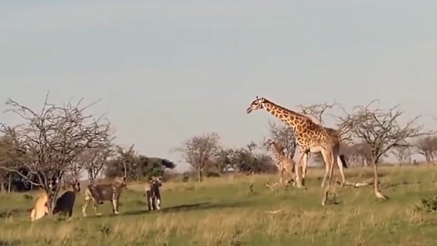伊娜：初生之犊 推荐视频