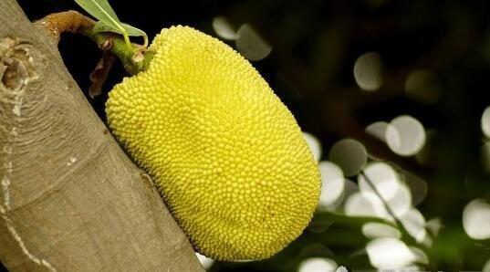 修罗的游戏 视频主图