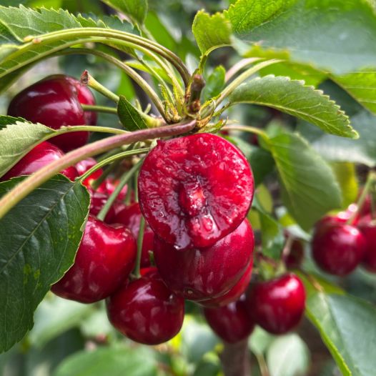 你要跟和尚结婚